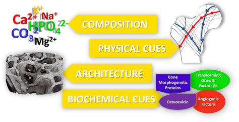  Ossitin – Biomaterial for Innovative Bone Regeneration and Scaffolding Solutions!