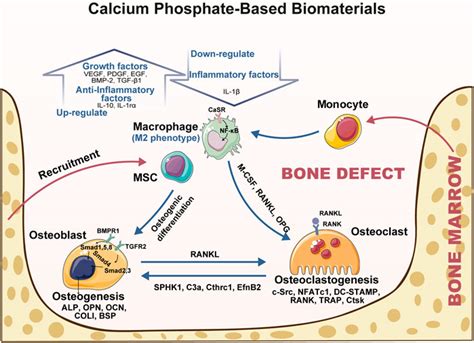  Osteoinductive Calcium Phosphates - Kan de revolutionera benreparationsindustrin?